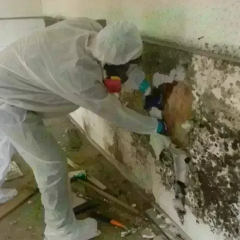 Mold Remediation and Removal in Wrens, GA